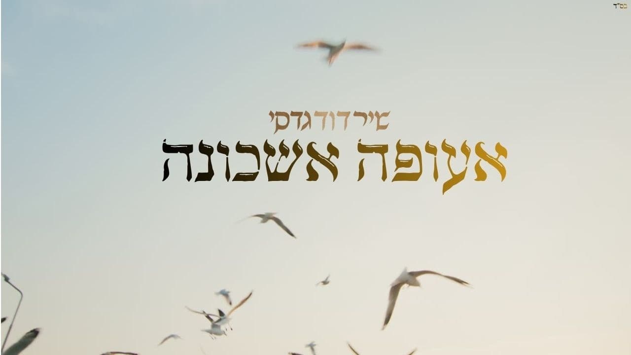 שיר דוד גדסי | Shir David Gadasi - שיר דוד גדסי